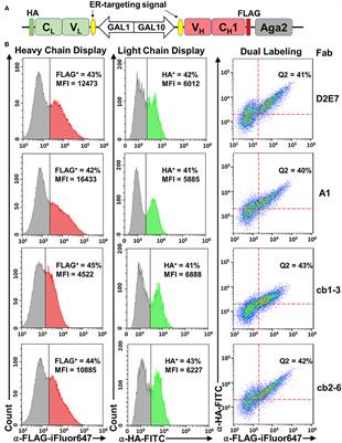 Prompting Fab Yeast Surface Display Efficiency by ER Retention and Molecular Chaperon Co-expression